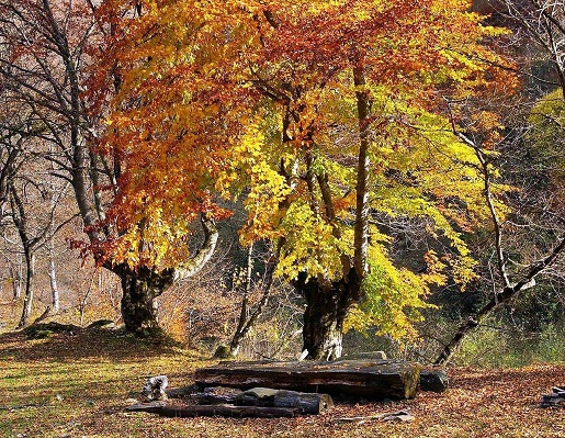 Фото Архыза – осенью он  прекрасен