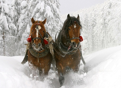 На Новый год 2016 в Архызе можно покататься на лошадях